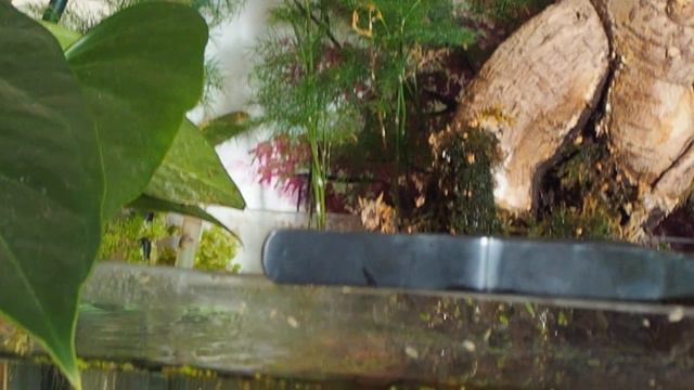 Semi Aquatic Bonsai Zen Tank PJ 04. смотреть онлайн