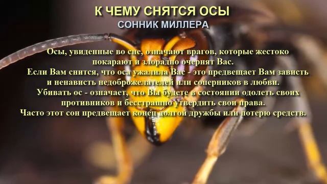 К чему снятся осы. Сонник Миллера. Толкование снов. смотреть онлайн