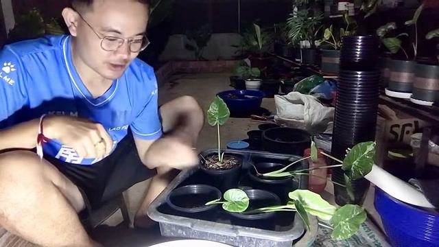 ແຍກລູກບອນຫູຊ້າງດ່າງຂາວຈາກແມ່ດ່າງໜ້ອຍ-Alocasia Gageana Albo | แยกหน่อบอนหูช้างด่างขาว | S Gardenhome смотреть онлайн