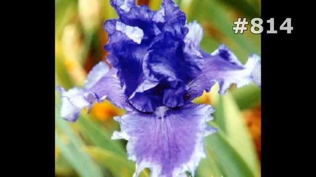 #814. Ирисы - самые красивые цветы смотреть онлайн