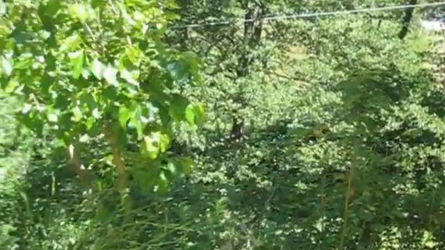 Vitalba, Clematis Vitalba