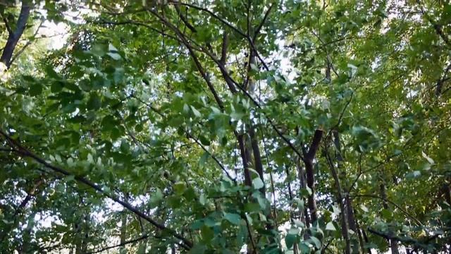 Клекачка I Staphylea pinnata. Дорогостоящая порода растений. Использование в выпечке. смотреть онлайн