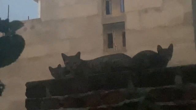 Kitten relaxing at night time смотреть онлайн