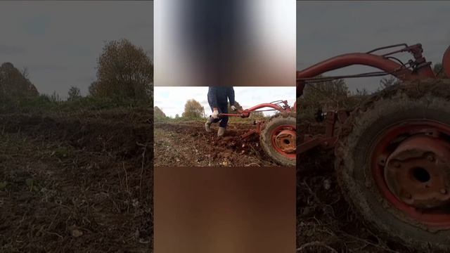 Распашка целины под картофель мотоблоком мтз.