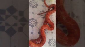 Массовый полоз вязка. Размножение маисового полоза. Размножение змей