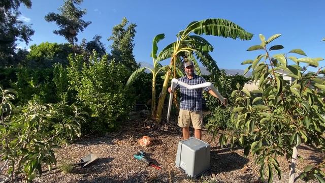 How to Build a Banana Support so Your Banana Plant Doesn't SNAP IN HALF! | Blue Java смотреть онлайн