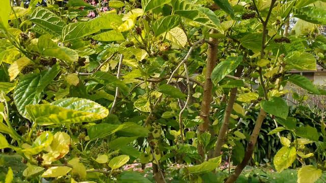 Early Spring Mulberry Tree Update On All Three Varieties смотреть онлайн
