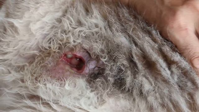A cat has a large inguinal wound смотреть онлайн