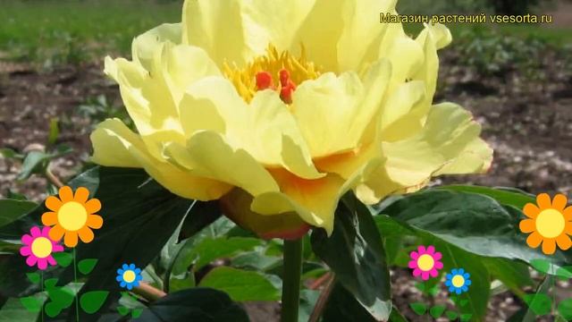 Пион видовой Саншайн. Краткий обзор, описание характеристик paeonia officinalis Sunshine смотреть онлайн