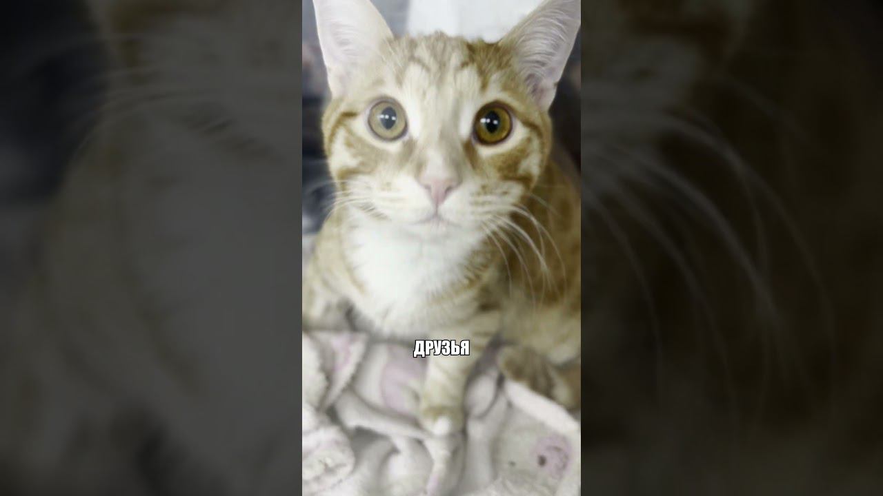 Кастрация мартовского кота #ветеринария #кастрация #стерилизация #животные #кот #кошки #собаки #топ смотреть онлайн