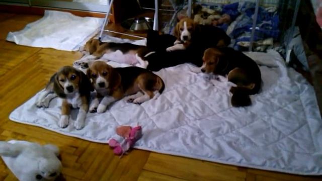 Beagle are sleeping) смотреть онлайн