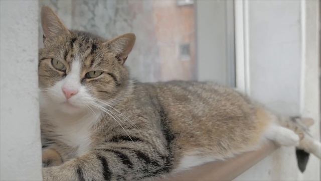 Почему кошка лежит у порога смотреть онлайн