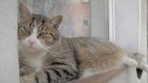 Почему кошка лежит у порога