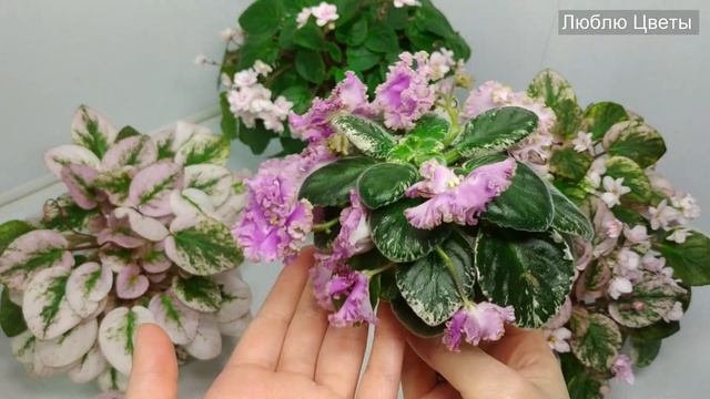 Монолог про цветок - Как легко вырастить шикарные фиалки смотреть онлайн