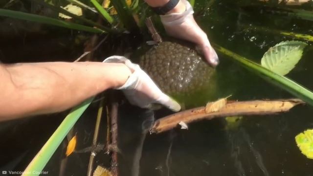 Extraños Animales Que Lucen Falsos Pero Son Reales смотреть онлайн