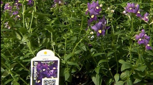 Nemesia aromatica provides spectacular color