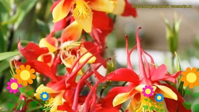 Аквилегия голубая Мьюзик ред энд голд. Краткий обзор, описание aquilegia caerulea Music Red and Gol смотреть онлайн