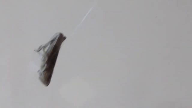 ЖУТЬ: как я кормил ПАУКа смотреть онлайн