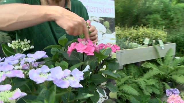 Hydrangeas The Course | Varieties, Care, Fertilization, Pruning | Part 2 Types + Varieties | chap.A смотреть онлайн