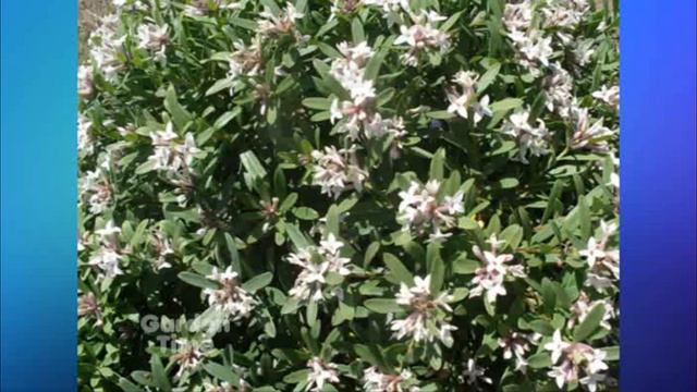 Ferguson's Mid summer Fragrance смотреть онлайн