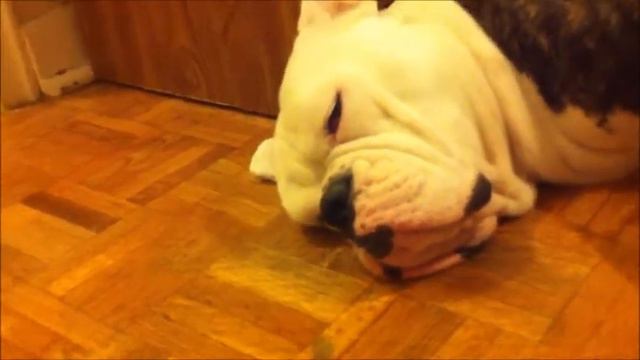 Kaya my bulldogge 52 days pregnant смотреть онлайн