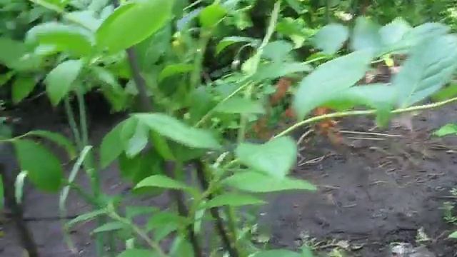 Голубика сорт РЕКА.Шмелиный дом и стульчик на лыжах смотреть онлайн