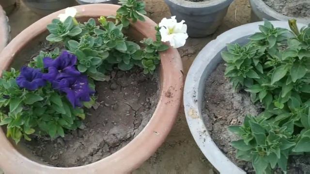 It's All About Petunia || Aapke Garden Mein Lage Petunia Plants Ki Care Kaisey Karein смотреть онлайн