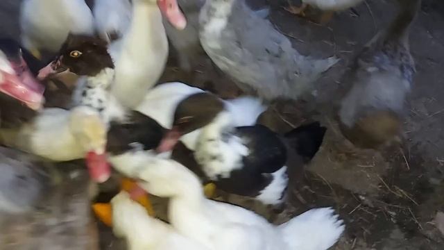 Без камеры тоже это делаем!!!! смотреть онлайн