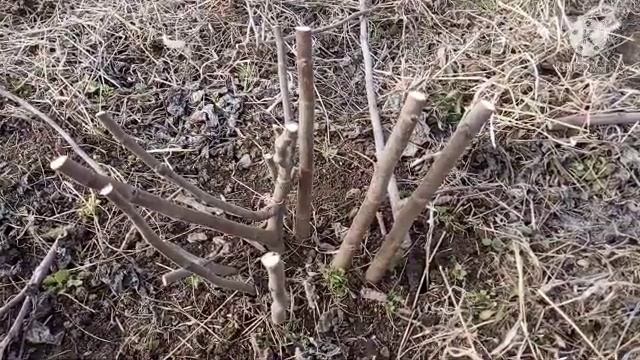 Гибрид Кадоты. Как перезимовали кусты без укрытия. Лучшие сорта инжира. Морозостойкие сорта. смотреть онлайн