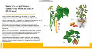 6 класс Класс Двудольные Семейства: Мотыльковые (Бобовые), Сложноцветные (Астровые)