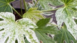 Фатсия – как выбрать в магазине! Уход за растением после покупки!