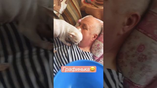 У Джулии Зайцевой ГОЛУБАЯ КРОВЬ☺️#джулиязайцева # #маратзайцев #чихуахуа смотреть онлайн