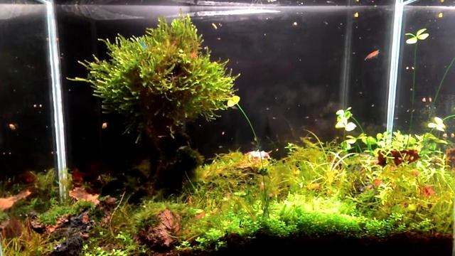 Аквариум 18 литров попытка скейпа смотреть онлайн