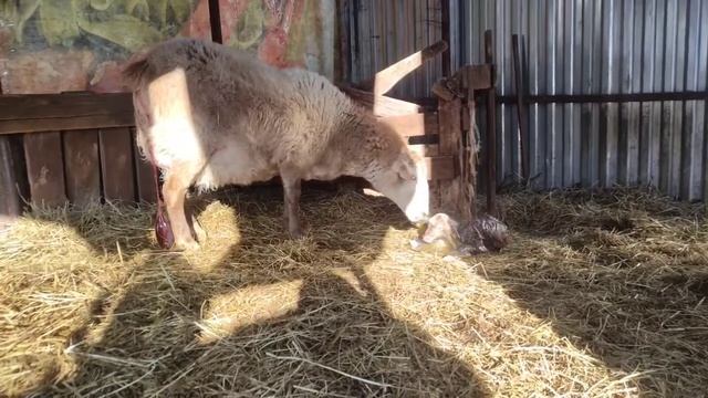 Окот Катумской овцы. Первый пошёл ждём второго... (1часть)