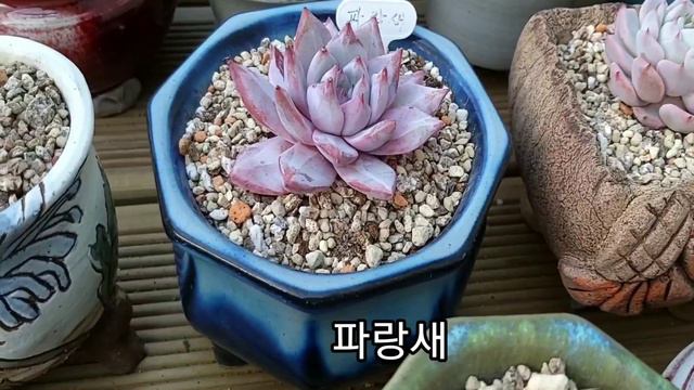 그 어떤 보물보다 더값진 우리 아가들 정말사랑스럽네요(라울,심포니,핑크라우이)succulents смотреть онлайн