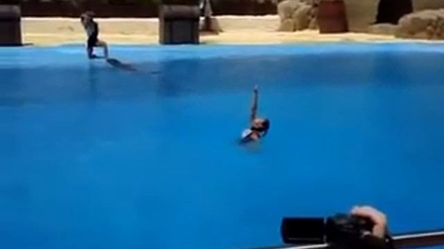 Шоу с дельфинами. смотреть онлайн