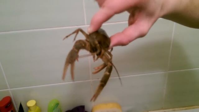 Раки до )) смотреть онлайн