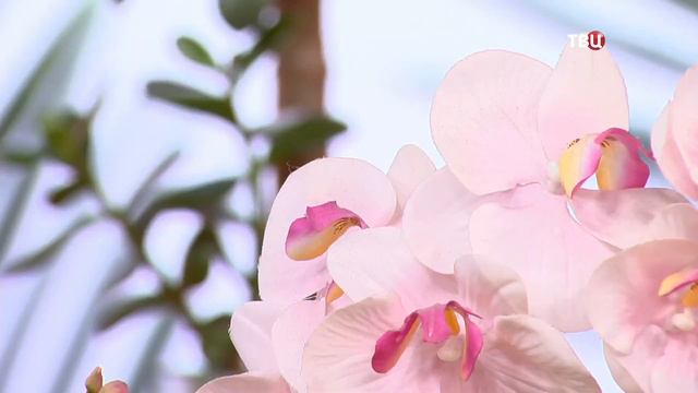 Куда поставить растения для удачи в деньгах и романтике? смотреть онлайн