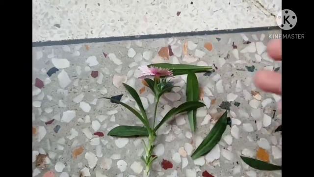 HOW TO GROW DIANTHUS FROM CUTTING 💯% SUCCESSFUL RESULT