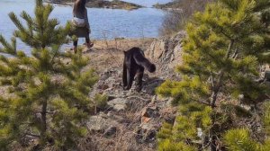 Черная пантера Луна радуется весне