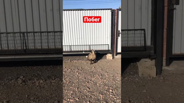 Кайзер сбежал)) Американская акита смотреть онлайн