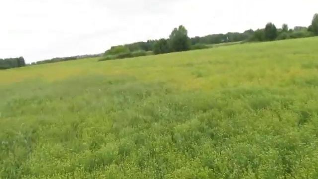 Почему от крестоцветных растений Аллилопатия на льне? смотреть онлайн