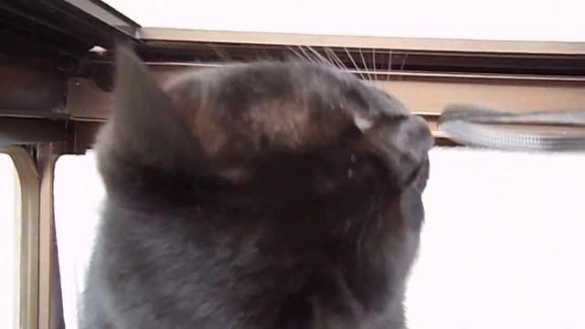 幸運を招く黒猫みぃ。12 (Nikon coolpix s6600) смотреть онлайн