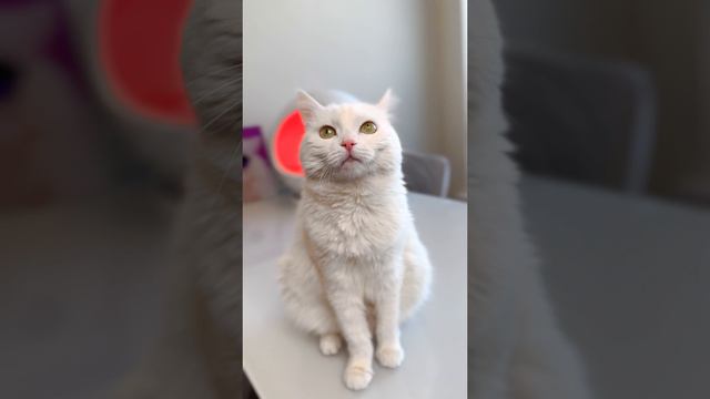 Нормально объяснила? смотреть онлайн