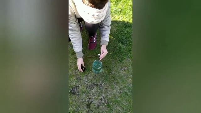 У роз будет пышное цветение , если подкормить их супер средством. Касторовое масло для роз. смотреть онлайн