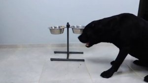 сухой корм или мясо, чем кормить собаку кане корсо