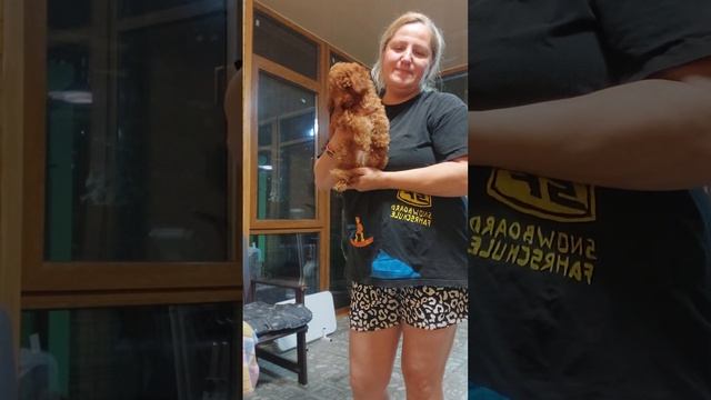 #ОБЗОР #ЦЕНА #ПОДРОБНО той-пудель Мишлен ПРОДАЖА #toypoodle  питомник Кастропуло+79787458062 #купит