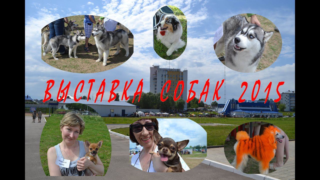 Всероссийская выставка собак в Йошкар-Оле (30.05.2015) смотреть онлайн