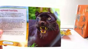 РАЗНЫЕ ЖИВОТНЫЕ - СЮРПРИЗЫ ОТ СБАБАМ - ОБЗОР ИГРУШЕК SBABAM