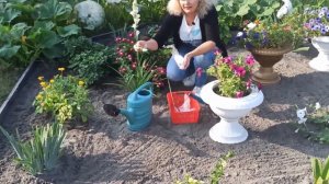 КОРОЛЕВА НОЧИ. Тубероза. Особенности ухода за туберозой.